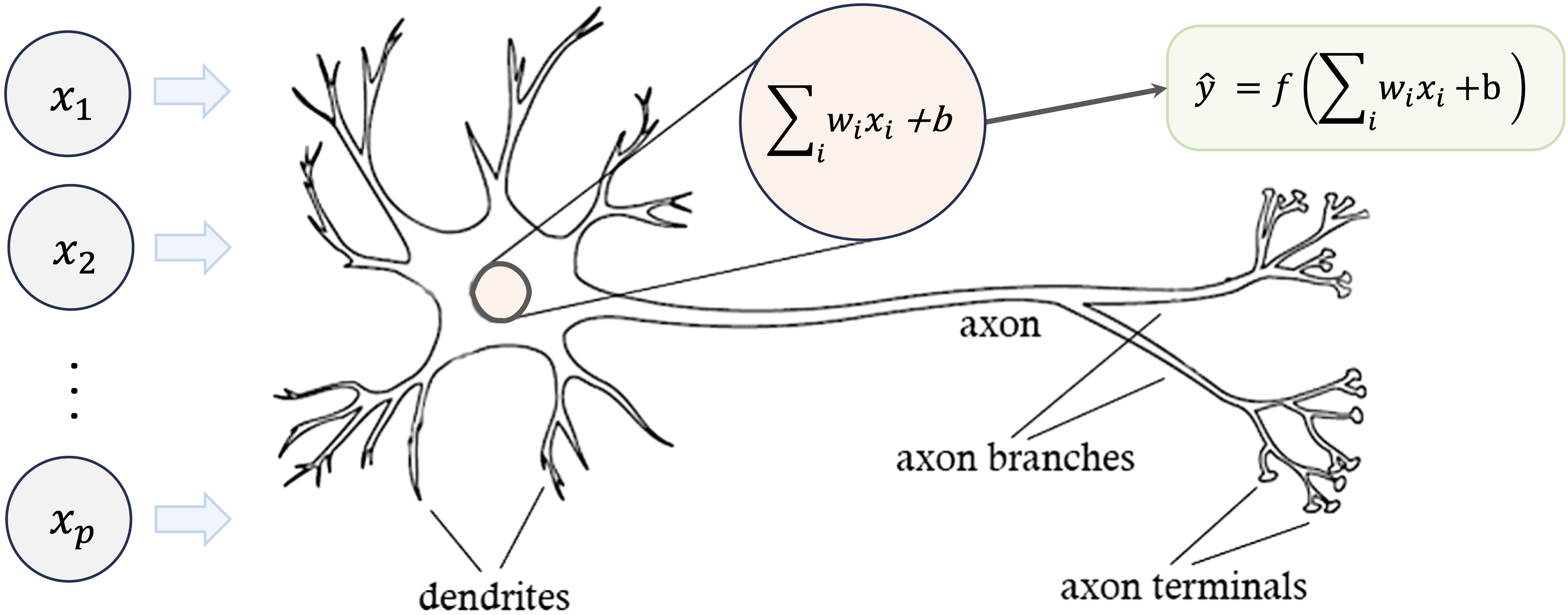 Visualization of a biological neuron, which processes input signals through dendrites and sends outputs through the axon.
